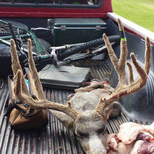2013 deer.jpg 2013 deer.jpg