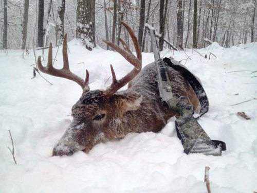 Ripley Buck 2013 (in the snow).jpg Ripley Buck 2013 (in the snow).jpg