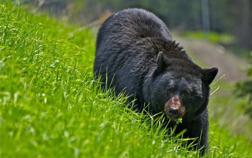 Black-bear 1.jpg