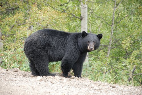 Black-bear 2.jpg