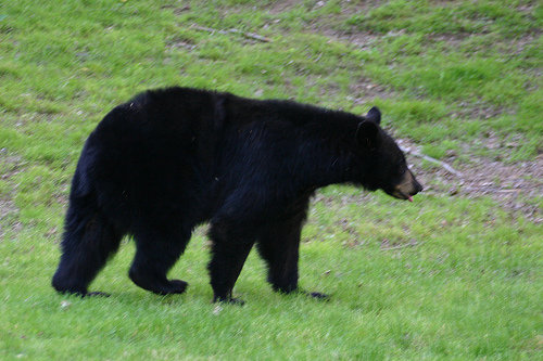 blackbear 3.jpg