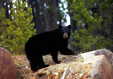 bear-black-4.jpg
