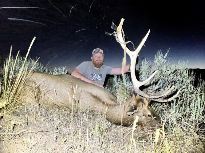 idaho bull.jpg