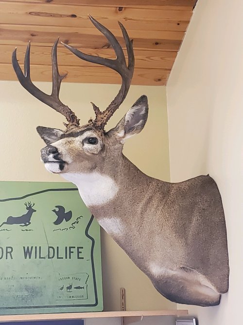 OR Blacktail (Heavy).jpg OR Blacktail (Heavy).jpg