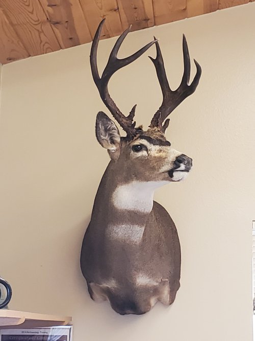 OR Blacktail (Heavy) (#2).jpg OR Blacktail (Heavy) (#2).jpg