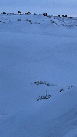 IMG_3923_Trim_AdobeExpress.gif IMG_3923_Trim_AdobeExpress.gif