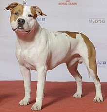 AMERICAN_STAFFORDSHIRE_TERRIER,_Zican’s_Bz_Ez_Dragon_(24208348891).2.jpg