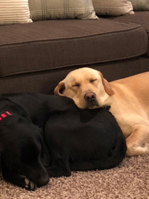 sleeping dogs.jpg sleeping dogs.jpg