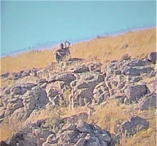 Deer 3.jpg Deer 3.jpg