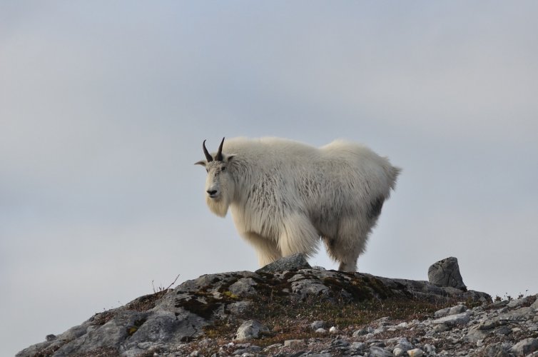 mountain_goat_1518106789.jpg mountain_goat_1518106789.jpg