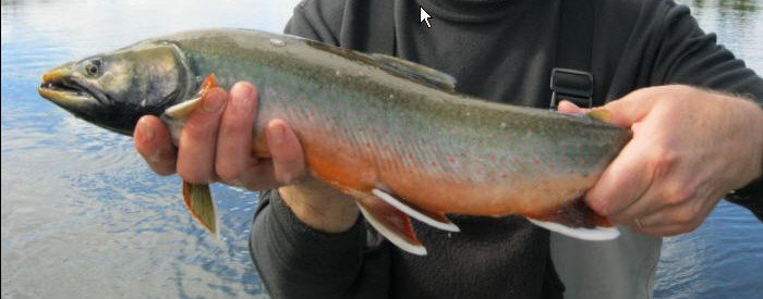 dolly_varden_trout2.jpg