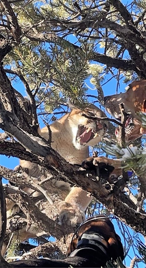 Lion 1.jpg Lion 1.jpg