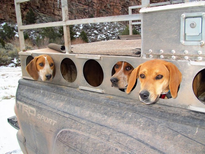 Lion Hounds.JPG Lion Hounds.JPG