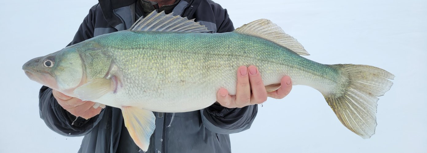 28 inch Lake Winnipeg Walleye Feb 2023.jpg