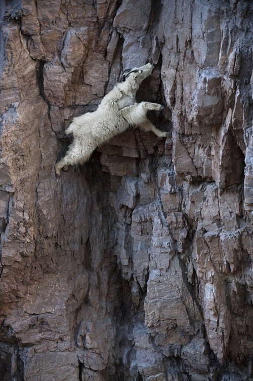 crazy-goats-on-cliffs-coverimage.jpg
