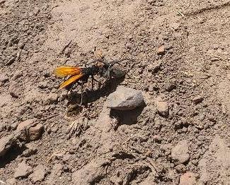 Tarantula Hawk.jpeg