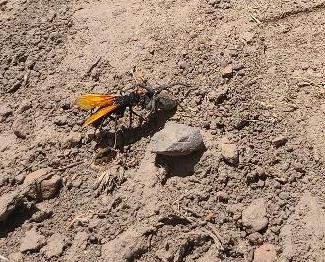 Tarantula Hawk.jpeg Tarantula Hawk.jpeg