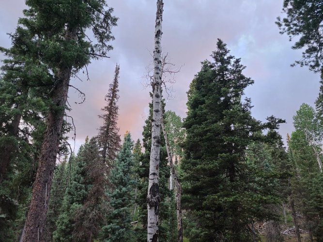 kaibab trees.jpeg kaibab trees.jpeg