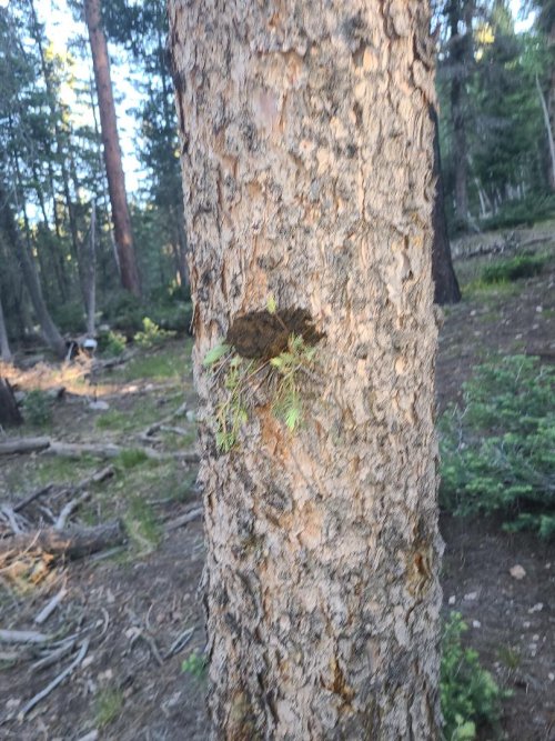 bison dung.jpeg bison dung.jpeg