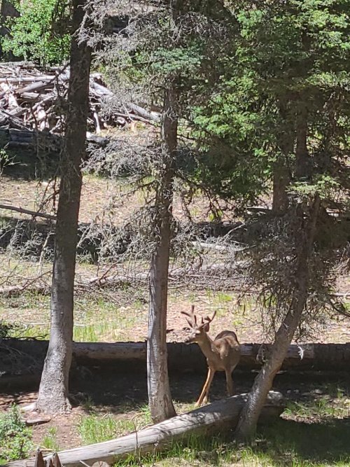 kaibab buck.jpeg kaibab buck.jpeg