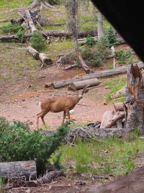 kaibab wide buck.jpeg kaibab wide buck.jpeg
