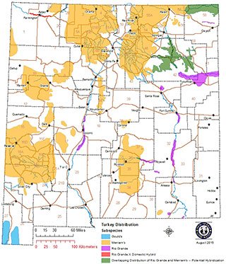 Hunting-Species-Turkey-New-Mexico-Subspecies-Distribution-Map-thumbnail.jpg