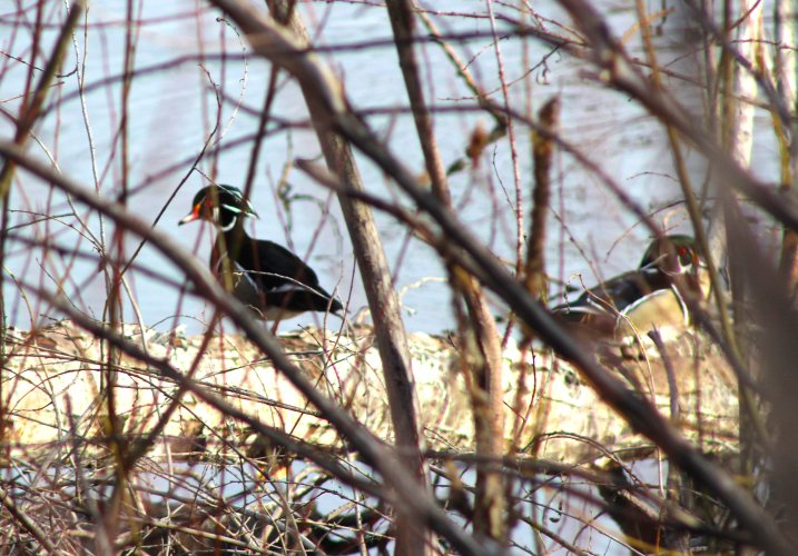 WOOD DUCK.JPG