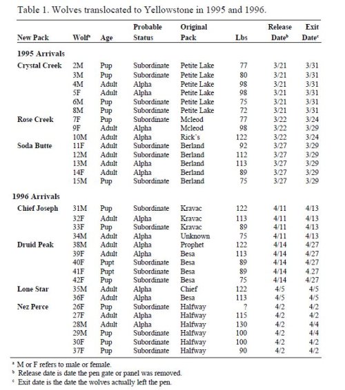 yellowstone.wolves.JPG