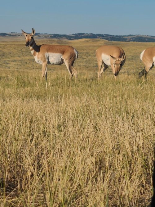 antelope does.jpeg antelope does.jpeg