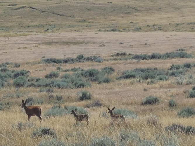mule deer.jpeg mule deer.jpeg