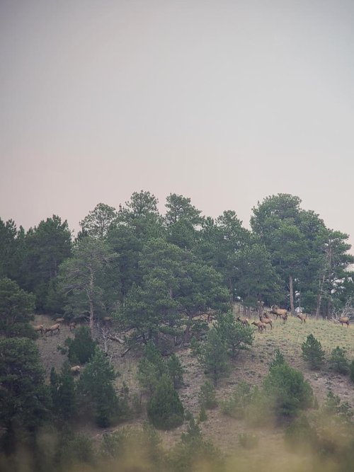 elk herd.jpeg elk herd.jpeg