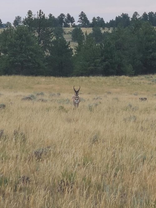 antelope buck.jpeg