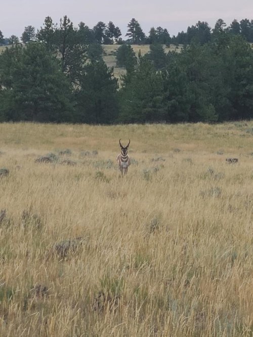 antelope buck.jpeg antelope buck.jpeg