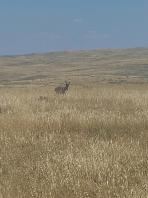 nice buck.jpeg nice buck.jpeg