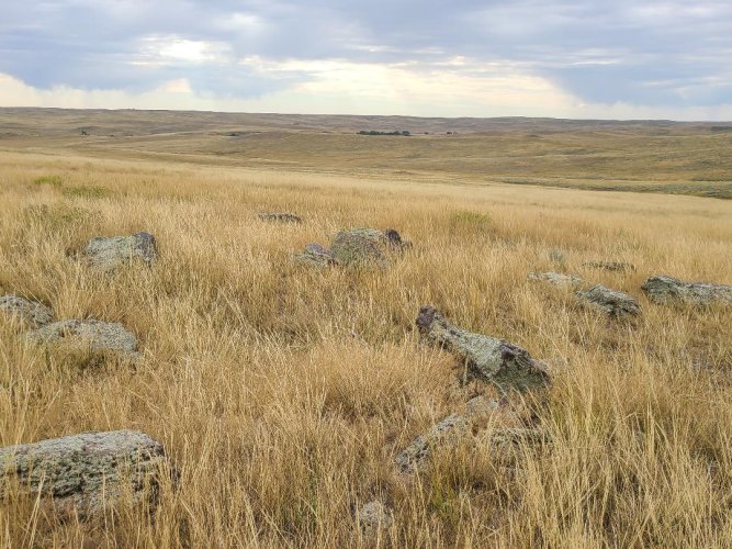 petrified wood.jpeg petrified wood.jpeg