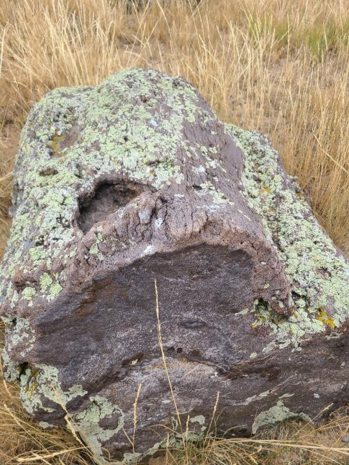 petrified wood 2.jpeg petrified wood 2.jpeg