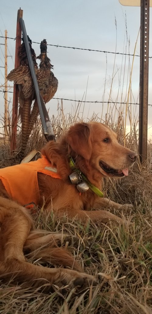 20191123 Gus 2 Birds Greener Tomahawk.jpg