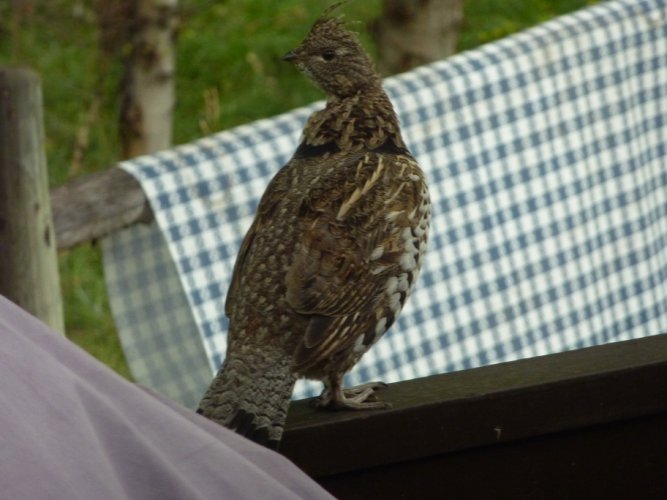 Fat Grouse.JPG