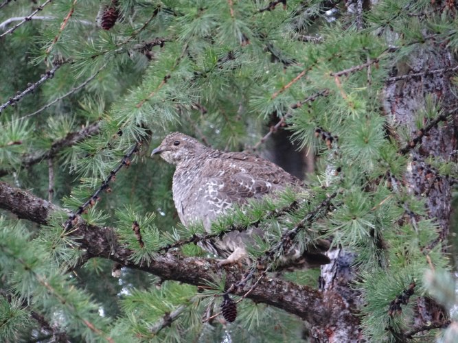 DSC00828 Blue Grouse - Copy.JPG