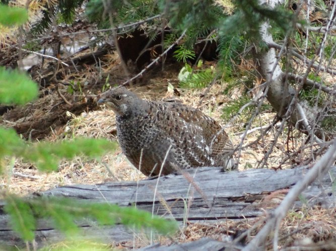 DSC01349 Blue Grouse - Copy.JPG