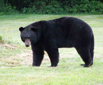 black-bear 6.jpg