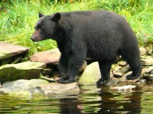 Black Bear 7.jpg