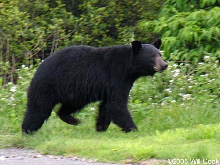 blackbear 8.jpg