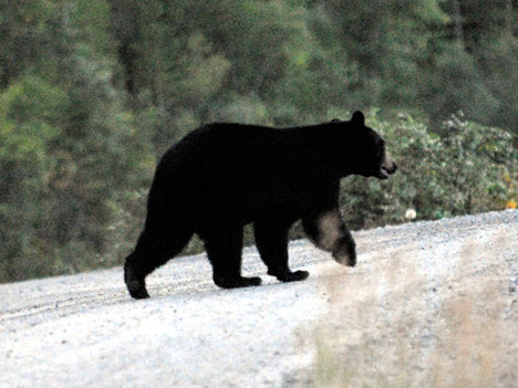 black-bear 9.jpg