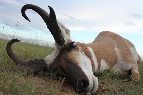13 NM Goat III.jpg 13 NM Goat III.jpg