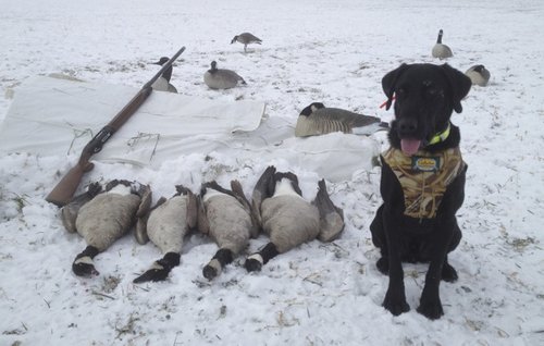 Ruger with limit of geese.jpg