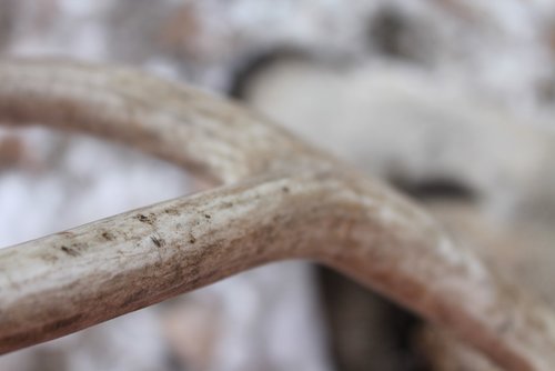 13 CO Deer BII.jpg 13 CO Deer BII.jpg