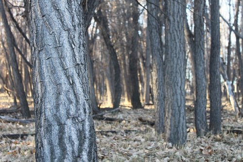 Cottonwoods.JPG Cottonwoods.JPG
