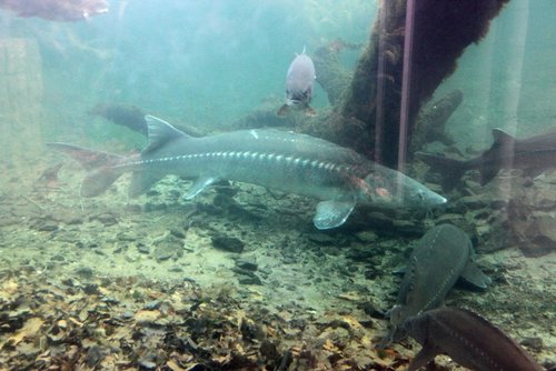 IMG_7466.JPG