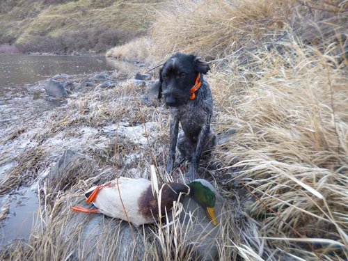 Janaury chukar hunt 028.jpg